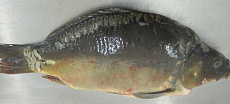 Kapor celý 1,4 - 1,7kg