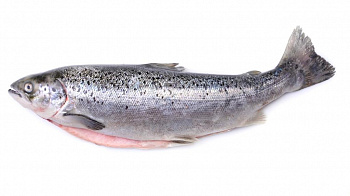 Pstruh celý 200 - 250g