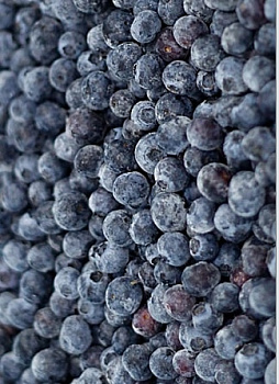 Čučoriedky kultivované 2,5kg