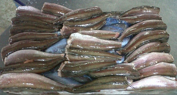 Hejk celá ryba bez hlavy a chvosta 250-350g