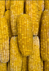 Cukrová kukurica klasy (bez špičky) 10kg
