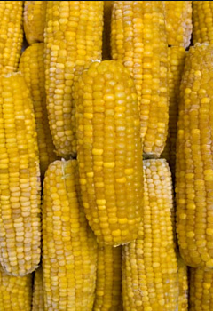 Cukrová kukurica klasy (bez špičky) 10kg