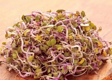 China Rose klíčky 100g PP (reďkovkové klíčky)