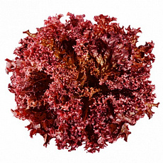 Šalát červený Lollo Rosso Klasik (1ks)