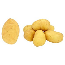 Zemiaky neskoré  PL (kg)