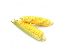 Kukurica lahôdková (ks)