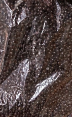 Čučoriedky lesné 2,5kg